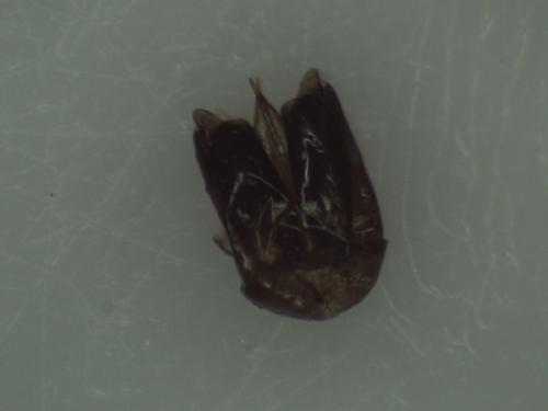 Réf. 315 430 : Chrysura radians